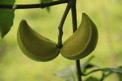 Tabernaemontana litoralis