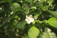 Tabernaemontana litoralis