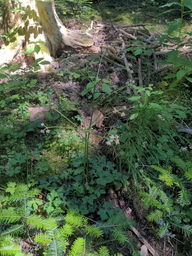 wood sanicle