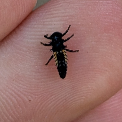 Asian Lady Beetle