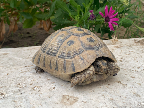 Greek Tortoise