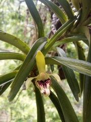 Vanda cristata