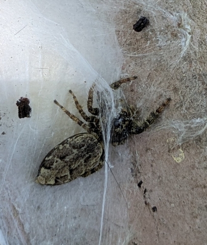 Fencepost jumping spider