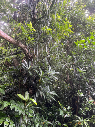 Excoecaria kawakamii, photograph 6