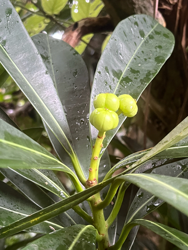 Excoecaria kawakamii, photograph 3