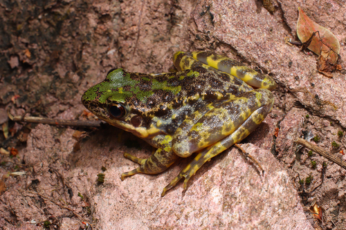 Diskless-fingered Odorous Frog