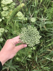 Daucus pusillus