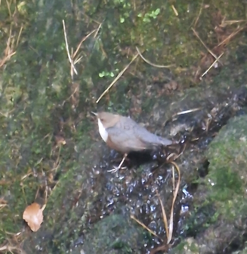 White-throated Dipper