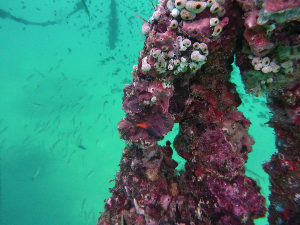 Robust Sea Squirt