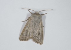 Orthosia gracilis