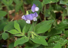 Lathyrus laxiflorus