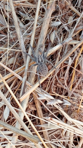 Radiated Wolf Spider