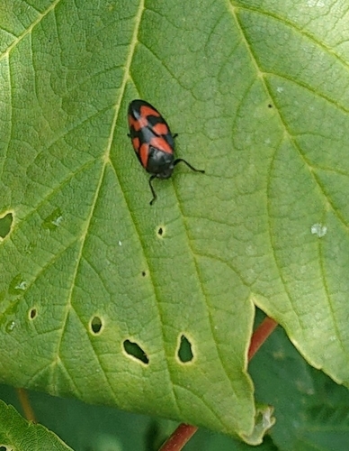 Common Froghopper