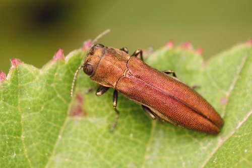 Agrilus solieri confinatus