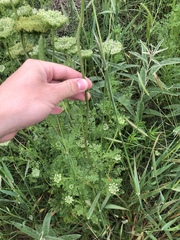 Daucus pusillus