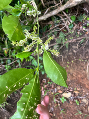 Melicope triphylla, photograph author not stated, no rights reserved