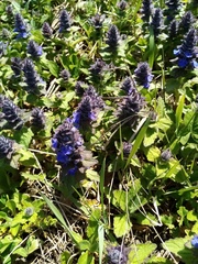 Ajuga genevensis