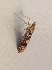 Nomophila distinctalis