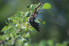 Sternocera castanea boucardii