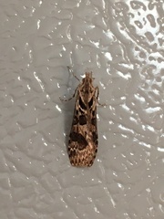 Nomophila distinctalis