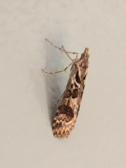 Nomophila distinctalis