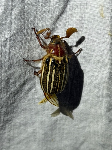 iNaturalist observation photo of Ten-lined June Beetle
