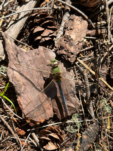 iNaturalist observation photo of Common Green Darner