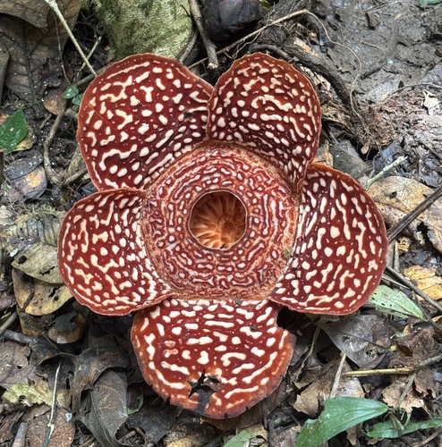 Rafflesia pricei (Rafflesia pricei)
