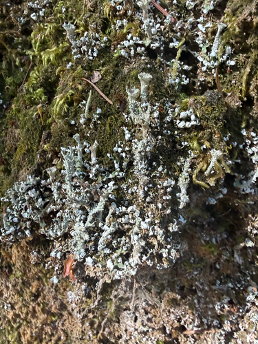 iNaturalist observation photo of spindles and structured lichens
