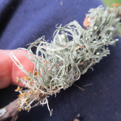 Ramalina stenospora