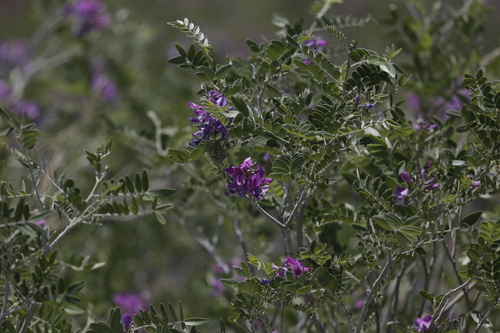 Mundulea sericea