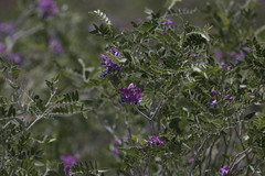 Mundulea sericea