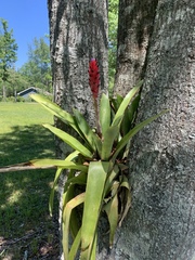 Quesnelia quesneliana