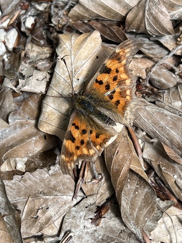 European Comma