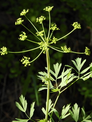 Lomatium californicum