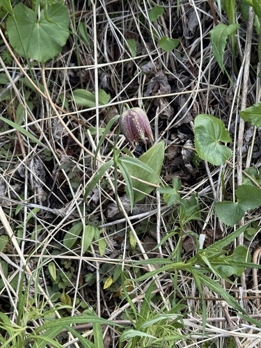 Fritillaria maximowiczii, photograph 1