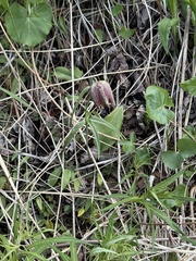 Fritillaria maximowiczii