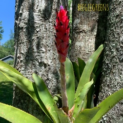 Quesnelia quesneliana