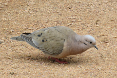 Zenaida auriculata