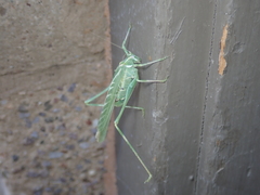 Insara elegans