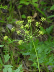 Lomatium californicum