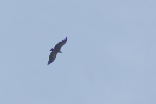 Eurasian Griffon