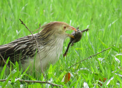 Guira guira