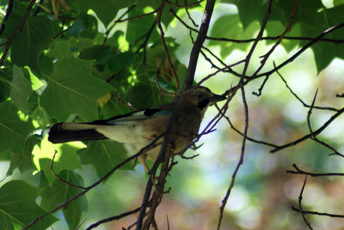 Eurasian Jay