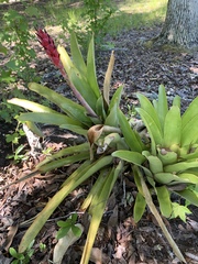 Quesnelia quesneliana