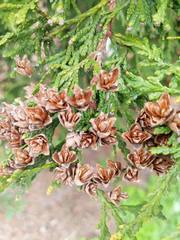 Thuja occidentalis