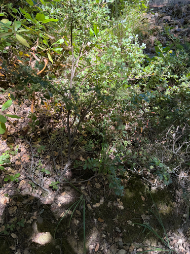 iNaturalist observation photo of canyon live oak