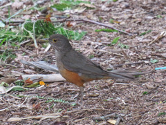 Turdus rufiventris