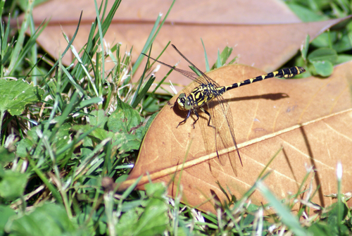 Small Pincertail