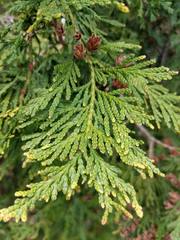 Thuja occidentalis